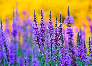 80对战平台-救命？这里是侏罗纪时代！危险求生勇斗邪恶恐龙